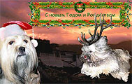 lhaso-apso kennel Little Lhasa, Russia