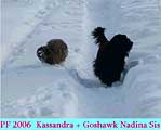 Goshawk & Kassandra Nadina, Cz