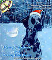 dalmatian kennel S Nevskih Ostrovov - Russia