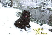 Geoff and briard Gillan - GB