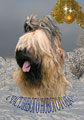 briards of Ekaterinbourg - Russia