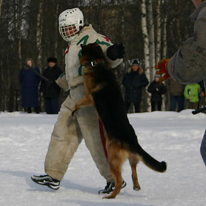 + ring26030529.jpg +