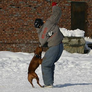 + ring26030533.jpg +