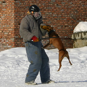 + ring26030534.jpg +