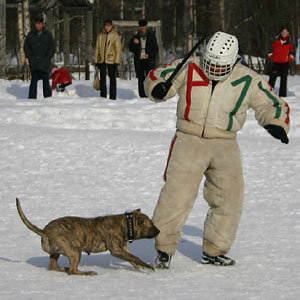 + ring26030542.jpg +