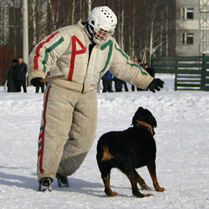 + ring26030545.jpg +