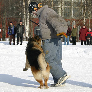 + ring26030546.jpg +