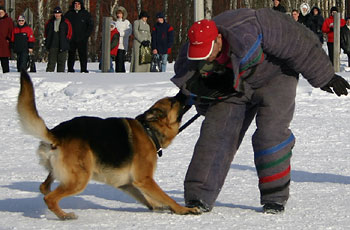 + ring26030558.jpg +