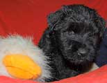 puppies of Escobar and Aruba, photo © Pommer, 40kb