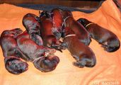 briard pups Usually x Pralines Sucre, photo © M.Obszanska