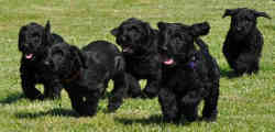briard pups JamesBond x LittleBlackDress, photo © B.Czyzak