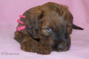 briard pups Emiliano x Xanadu, photo © I.Kozik