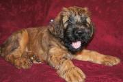briard pups Emiliano x Xanadu, photo © I.Kozik