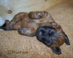 briard pups, previous litter Xanadu x Emiliano, photo © I.Kozik