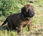 briard pups, previous litter Xanadu x Emiliano, photo © I.Kozik