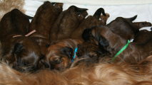 briard pups Altesse x Tequila, photo © I.Marchwicka