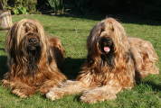 briards Altesse and Tequila, 500x338p, 40kb, photo © I.Marchwicka