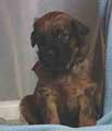 pup Majra x Ivanhoe, photo © A.Iskanin