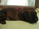 briard pups Faber x Impresja, photo © J.Szeptycka, 400x533p, 40kb