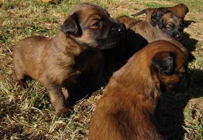 + temporarypupKasja1.jpg +