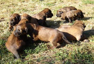 + temporarypupKasja2.jpg +