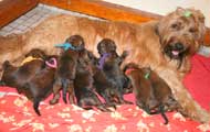 Freya and pups, photo © Lindblad, 500x315p, 40kb