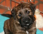 briard pup Gauguin x Havane, photo © V.Degeeter, 600x400p, 40kb
