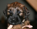 briard pup Gauguin x Havane, photo © V.Degeeter, 500x400p, 40kb