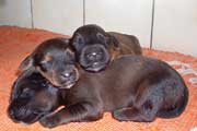 pups Till x Noa, photo © A.Breicher