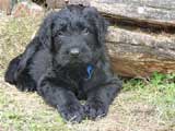 puppy Angus x Nala, photo © Vogt, 40kb