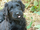 puppy Angus x Nala, photo © Vogt, 40kb