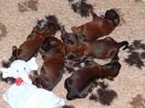 E-litter aux Pattes Velues, photo © Heuer, 600x450p, 40kb