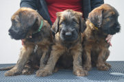 briard pups Cognac x Aurelia, photo © B.Pandel