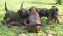 briard pups Cognac x Aurelia, photo © B.Pandel
