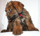   Honey Sparkler x Xamira, photo A.Paszkiewicz