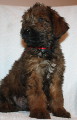   Honey Sparkler x Xamira, photo A.Paszkiewicz