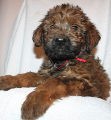   Honey Sparkler x Xamira, photo A.Paszkiewicz