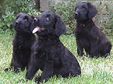  2 , oo: Aao, 400x310p, 43kb