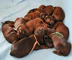 puppies of Twiny and Tajga, photo © Ekiert, 400x330p, 33kb