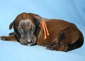 puppies of Twiny and Tajga, photo © Ekiert, 500x300p, 30kb