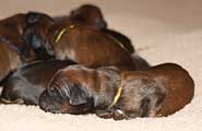 pups Zlota Elita 2009, photo © Ekiert, 400x259p, 20kb