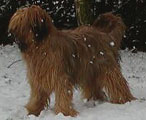 сестра Бимза, янв 2004, фотo: Holvoet-Delaere сестра Бимза, янв 2004, фотo: Holvoet-Delaere