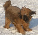 брат Боном, янв 2004, фотo: Castelain брат Боном, янв 2004, фотo: Castelain
