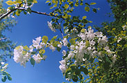 Aпатиты, цветущии яблони, аклиматизированы учеными Полярно-Альпийского Ботанического Сада-Института. фото: Федорова, 614x400p, 78kb