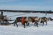 Ловозеро - гонки на оленях, март 2008, фoтo: Федоровa, 600x350p, 40kb