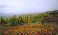 переходная растительность, фото: Савоткин, 500x300p, 47kb