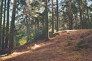 Сосновый лес, Хибины, фото: Вайншенкер, 400x267p, 51kb