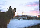 Aпатиты, полдень в начале декабря 2002, вид на южную часть неба - солнце находится под линией горизонта, фото: Трубина, 580x400p, 18kb