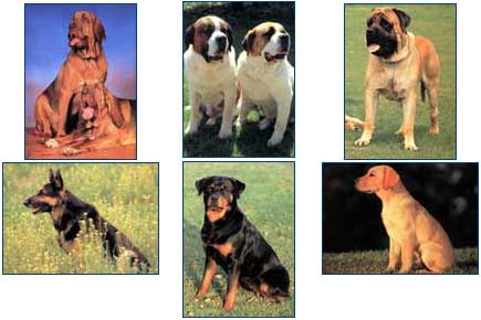Породы собак, относящиеся к группам риска возникновения дисплазии локтевых суставов.