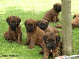 briard puppies Amber Route, photo: © Kaminski, 400x300p, 40kb